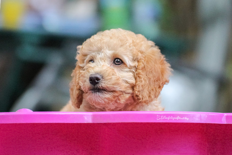 Sonnentor Pudel A-Wurf