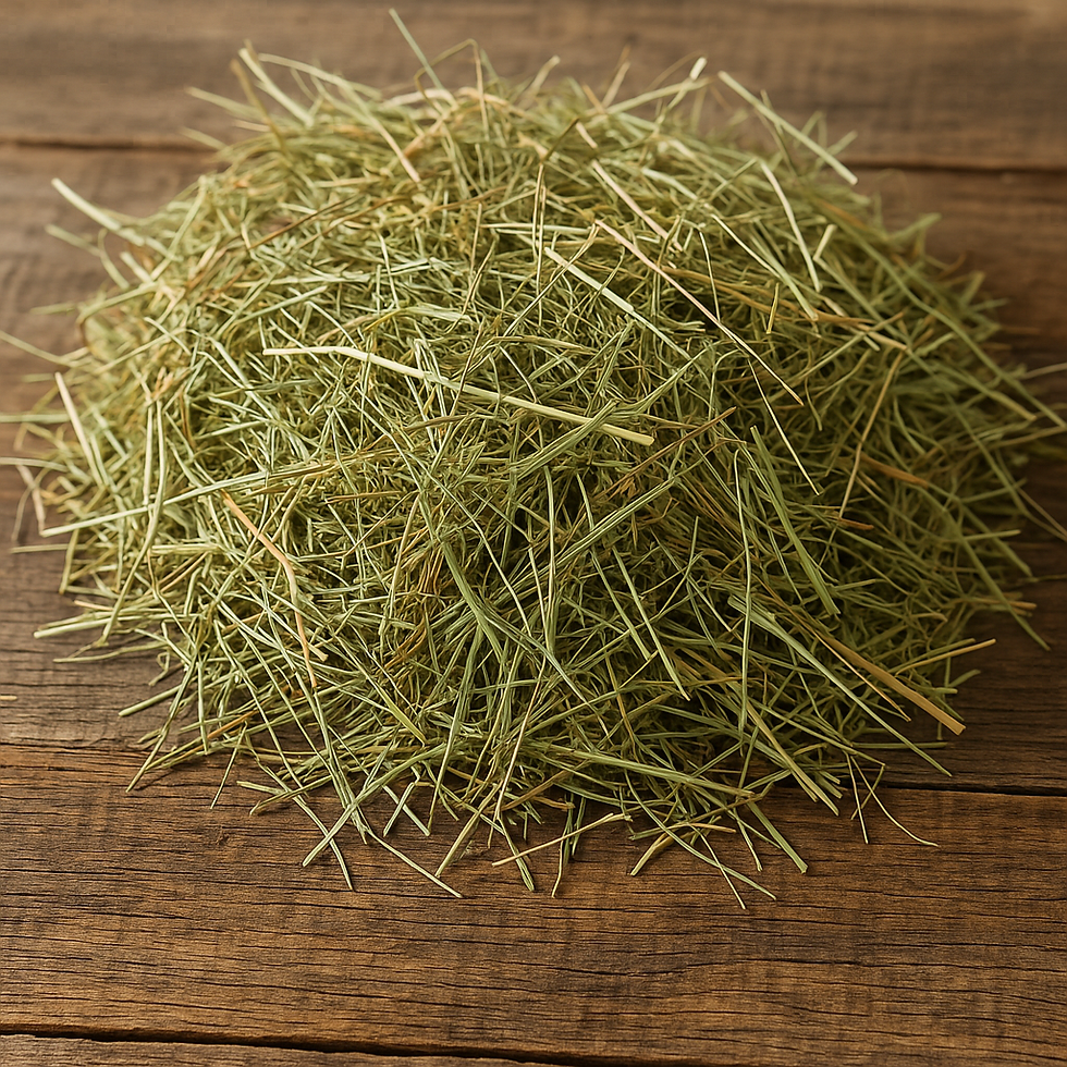 Forage is the most essential thing you can give a horse