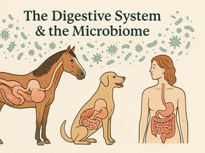 Systems Deep Dive: The Digestive System & the Microbiome