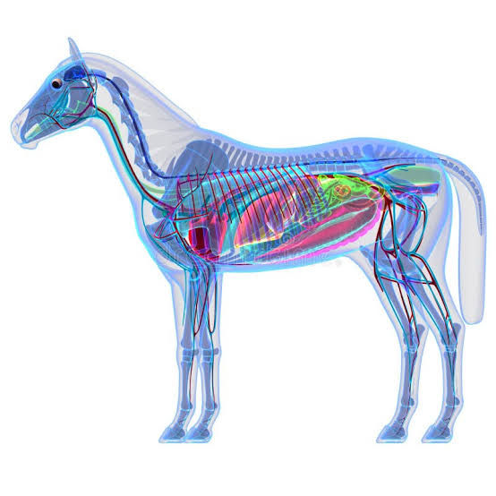 Equine Digestive Concerns Don't Always Look Like Digestive Concerns
