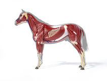 Holistic Harmony: Supporting the Equine Musculoskeletal System with Herbs and Integrative Bodywork