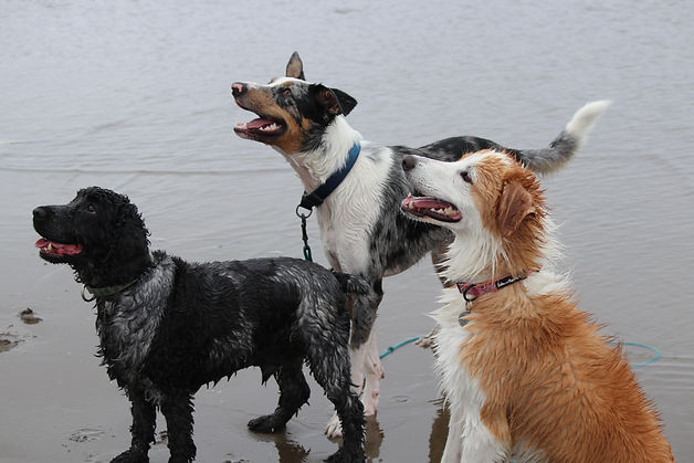 archie merlin astrid muriwai.jpg