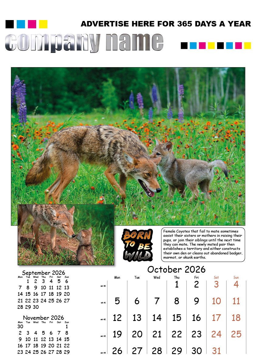 A3-WILD-004-BORN TO BE WILD 202611