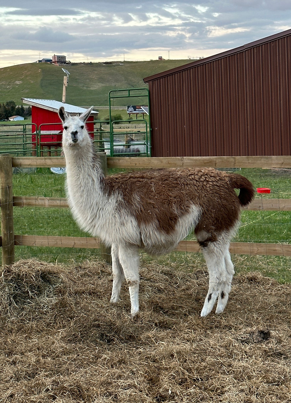 pack llamas, pack llamas for sale, llamas for sale, female llamas for sale, pack llamas for sale montana, ccara, ccara llamas for sale