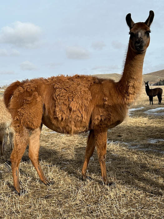 Pack llama, pack llamas, llamas for sale, pack llamas for sale, female llamas for sale, female pack llamas for sale, ccara llama, ccara, ccara llamas for sale, ccaras for sale, female ccara llamas, llamas for sale montana, pack llamas for sale montana, montana llamas, montana pack llamas, montana llamas for sale, montana