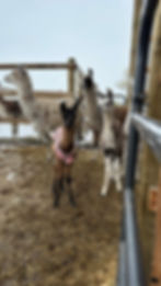 Pack llama, pack llamas, pack llamas for sale, crias for sale, baby llamas, ccara llama, ccara llamas for sale, ccara lama, llamas for sale montana, pack llamas for sale montana, pack llamas montana, pack llamas for rent, pack llama rental