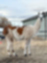 Llamas for sale, pack llamas for sale, pack llamas for sale montana, ccara llamas, crias, ccara llama sales, ccara llamas for sale montana