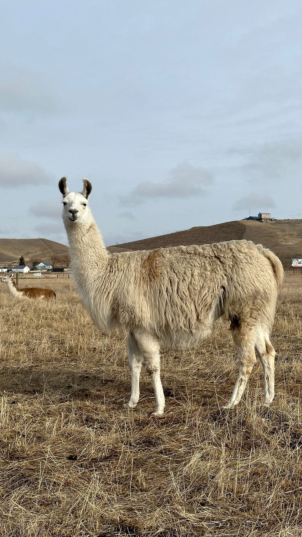 Pack llama, pack llamas, llamas for sale, pack llamas for sale, female llamas for sale, female pack llamas for sale, ccara llama, ccara, ccara llamas for sale, ccaras for sale, female ccara llamas, llamas for sale montana, pack llamas for sale montana, montana llamas, montana pack llamas, montana llamas for sale, montana