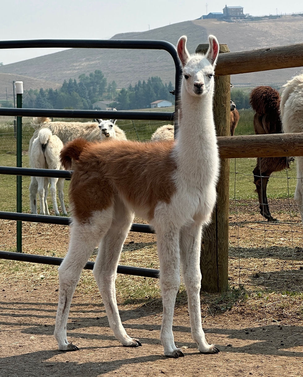 llama, pack llama, pack llama, pack llamas, llamas for sale, pack llamas for sale, ccara, ccara llama, ccara llamas for sale, llamas for sale montana, montana llamas, pack llamas for sale montana