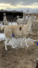 Llamas for sale, pack llamas for sale, pack llamas for sale montana, ccara llamas, crias, ccara llama sales, ccara llamas for sale montana, pack llamas for rent, llamas for rent, llamas for rent montana, pack llamas for rent montana, pack llamas for rent idaho, llama rentals, pack llama rentals