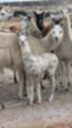 pack llama, pack llamas, pack llamas for sale, llamas for sale, baby llama, baby llamas for sale, llama cria, cria, llamas for sale montana, llamas for rent, llama rentals, llamas for rent montana, montana llama rentals, pack llama sales, llama sales, ccara llama, ccara, ccara llamas, ccara llamas for sale, ccara llama sales, llama breeding, llama breeder