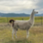Classic llama, classic llamas, llamas for sale, classic llamas for sale, ccara llama, ccara llamas for sale, pack llama, pack llamas for sale, Montana llamas for sale