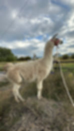 Classic llama, classic llamas, llamas for sale, classic llamas for sale, ccara llama, ccara llamas for sale, pack llama, pack llamas for sale, Montana llamas for sale