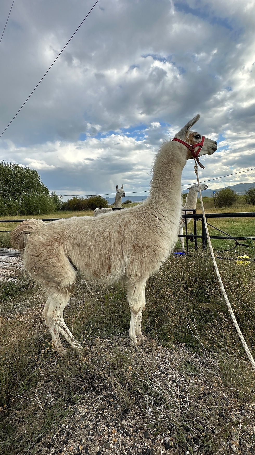 Classic llama, classic llamas, llamas for sale, classic llamas for sale, ccara llama, ccara llamas for sale, pack llama, pack llamas for sale, Montana llamas for sale