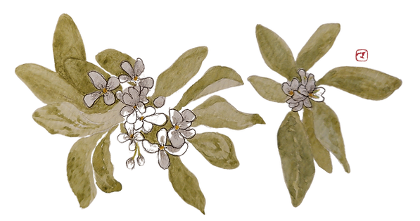 Green leaves with white flowers
