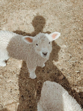 Carregadas nos Braços do Pastor - Uma reflexão sobre maternidade