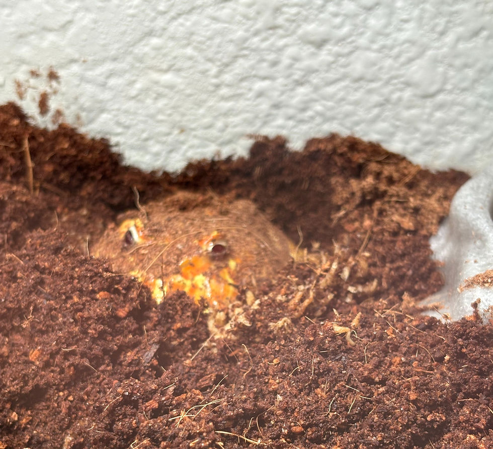 image5 (1)_edited