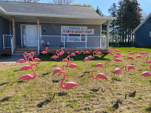Pink Flamingo