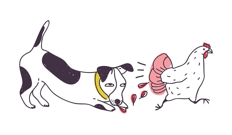 Socialiseren van puppy en buitenlandse hond