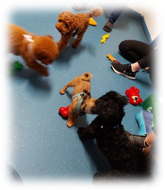Lessons from Pierre… on playfulness
