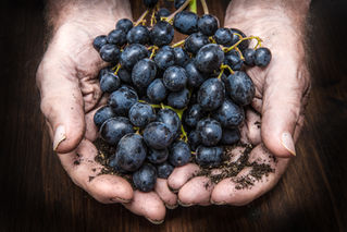 4 Key Differences in Quality When Using 100% Pure Juice