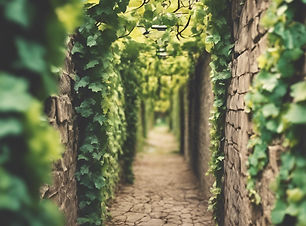 vine connected.jpg