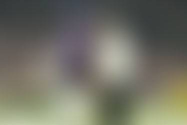 Vikings Head Coach Kevin O'Connell discusses strategy with Quarterback JJ McCarthy on the sidelines during a game, as the team prepares for the next play.