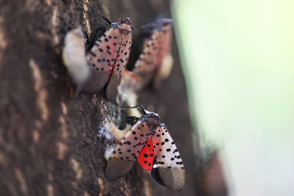 Spotted Lanternflies on Tree of Heaven