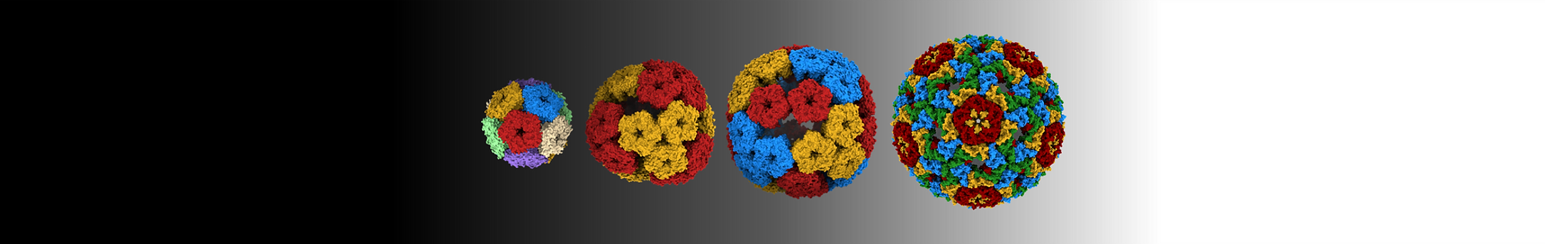 カプシド.png