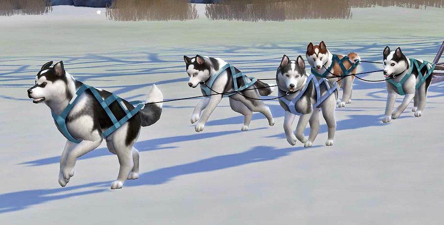 Sled_Racing1.jpg