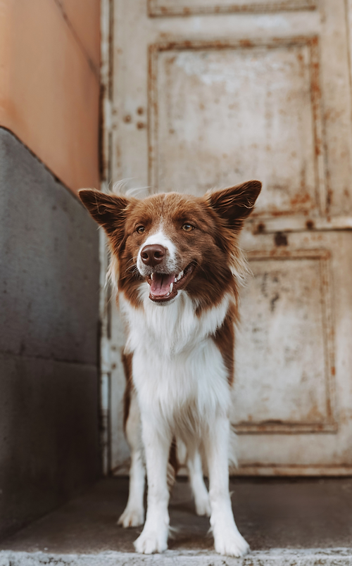 Ein braun-weißer Hund (Bordercollie) steht mit leicht geöffnetem Fang vor einer hellbraunen, antiken Tür.