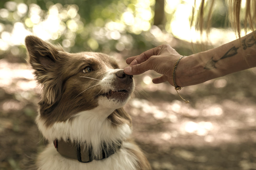 Eine von rechts erscheinende Hand hält einem braun-weißen Hund ein Leckerchen vor die Nase, welches der Hund anschaut und mit der Nase berührt.