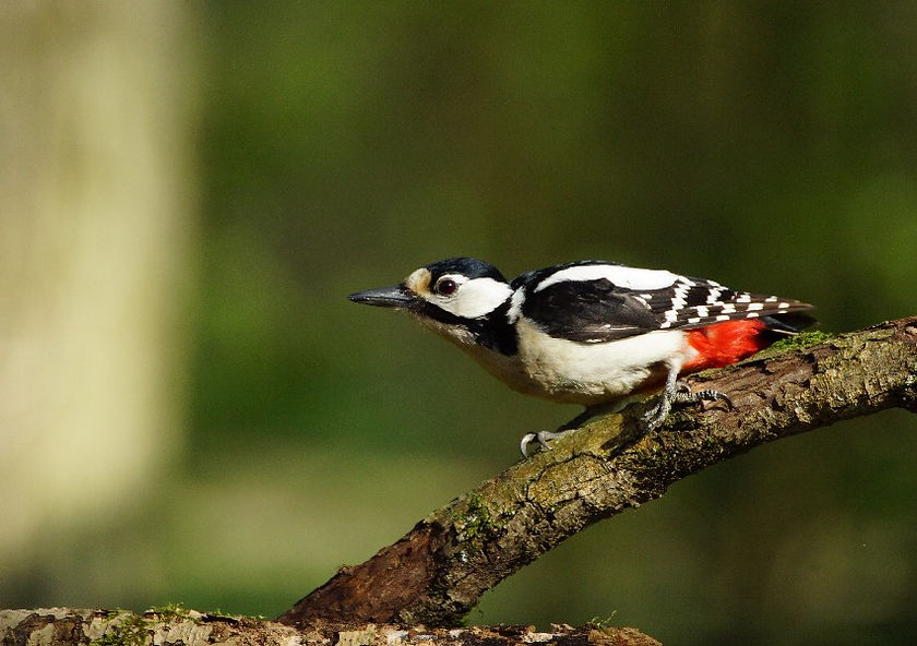 Pic épeiche en Eure et Loir