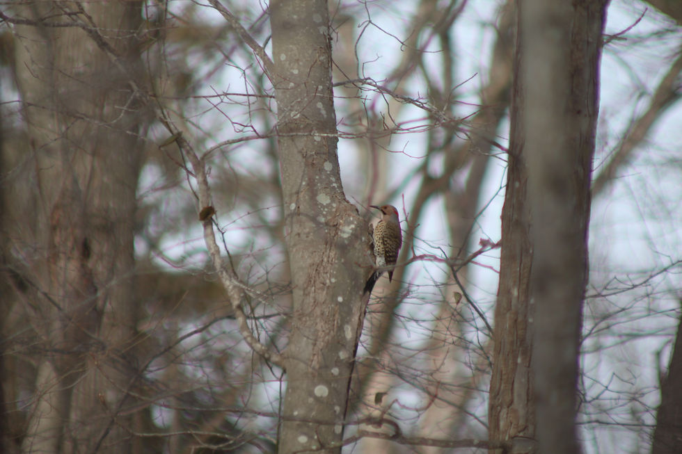 Male northern flicker