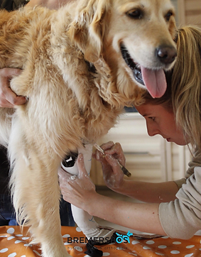 elleboogbrace voor hond gipsmaatname.png