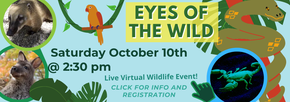 Eyes of the Wild