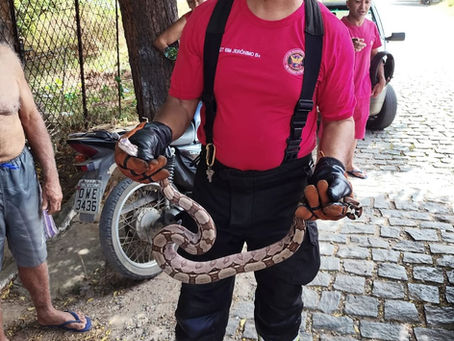 Bombeiros resgatam jiboia em residência no bairro Samanaú, em Caicó
