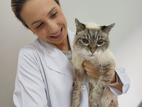 Março Amarelo alerta tutores sobre doenças renais em pets
