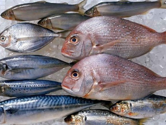 Casos de ciguatera no RN aumentam 60% e Sesap alerta para sintomas da intoxicação por peixe