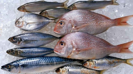 Casos de ciguatera no RN aumentam 60% e Sesap alerta para sintomas da intoxicação por peixe