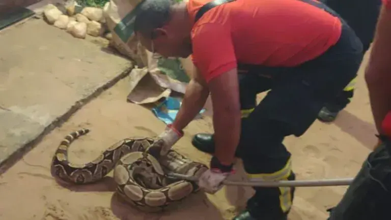 Moradores encontram jiboia na Zona Norte de Natal e acionam Corpo de Bombeiros