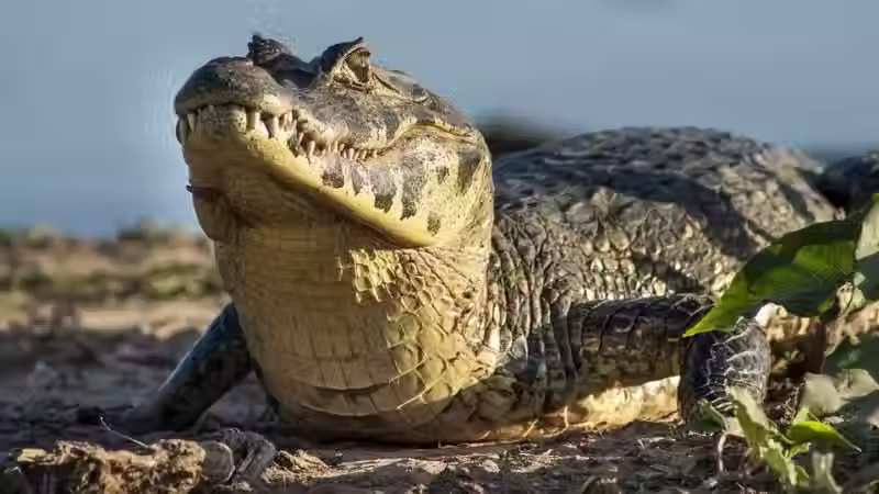 Reunião pública em Maracajaú vai tratar da presença de jacarés em lagoa da comunidade