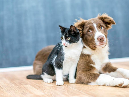 Lei determina regras para condomínios com animais em Natal; coleira será obrigatório.