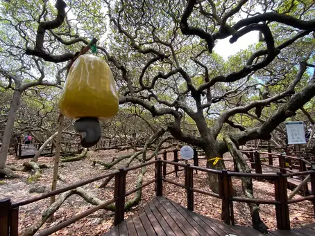 Maior cajueiro do mundo completa 135 anos e tem entrada gratuita nesta quarta (20) no RN