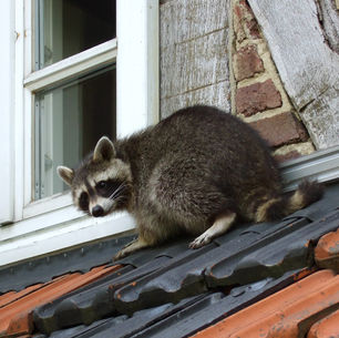 How to protect your home from wildlife this winter