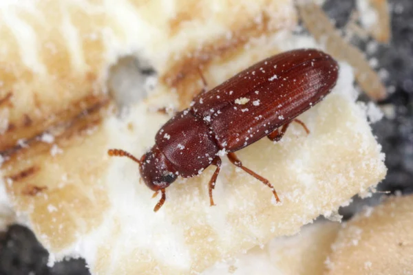 How do I get rid of Confused Flour Beetles? | Magna Pest Solutions