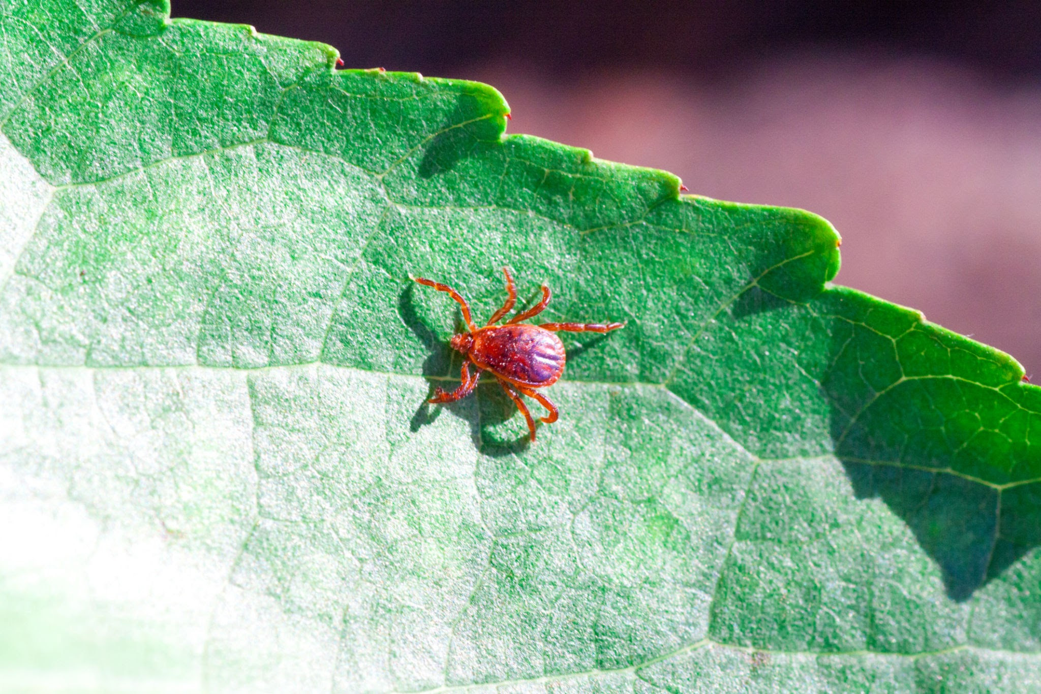 How do I get rid of Chiggers? Magna Pest Solutions