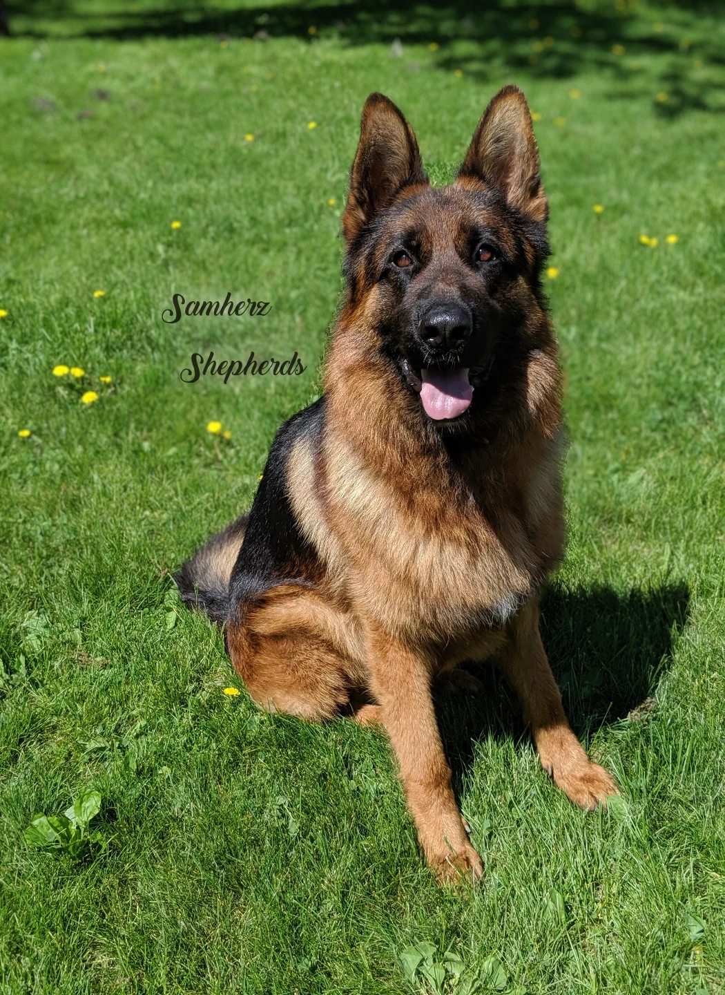 samherz shepherds
