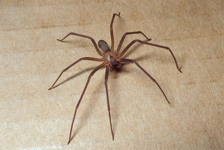 Brown recluse spider on a wooden surface.