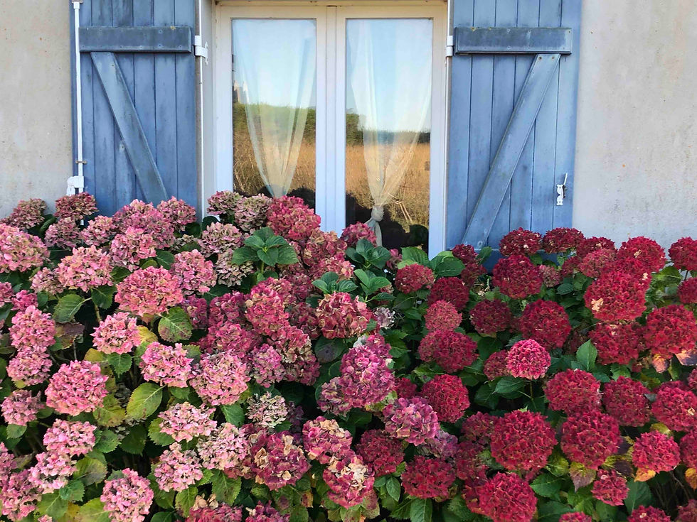hortensia